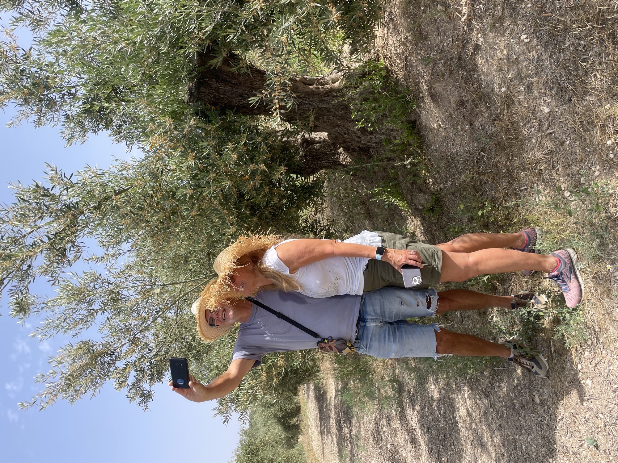 Guided tour of the olive grove